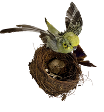 Load image into Gallery viewer, Budgie, Butterfly &amp; Baby Mouse
