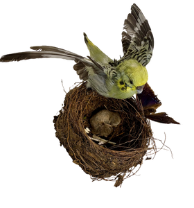 Budgie, Butterfly & Baby Mouse