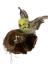 Load image into Gallery viewer, Budgie, Butterfly &amp; Baby Mouse
