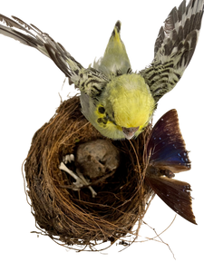 Budgie, Butterfly & Baby Mouse