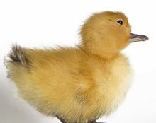 Load image into Gallery viewer, Taxidermy Peking Duckling - Mounted
