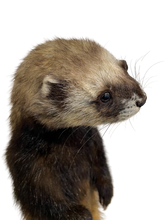Load image into Gallery viewer, Standing Ferret

