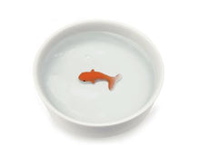 Load image into Gallery viewer, Gold Fish Pet Bowl
