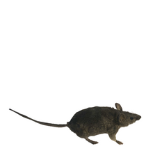 Load image into Gallery viewer, Baby Mouse Taxidermy
