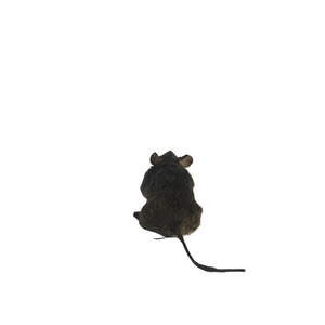 Baby Mouse Taxidermy