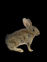 Load image into Gallery viewer, Baby Rabbit Taxidermy
