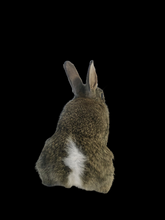 Load image into Gallery viewer, Baby Rabbit Taxidermy
