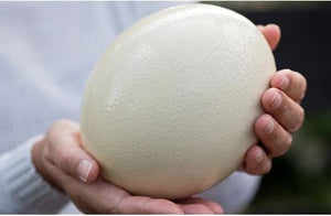 Genuine Ostrich Egg