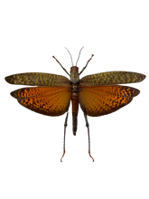 Load image into Gallery viewer, Mango Locust - Framed
