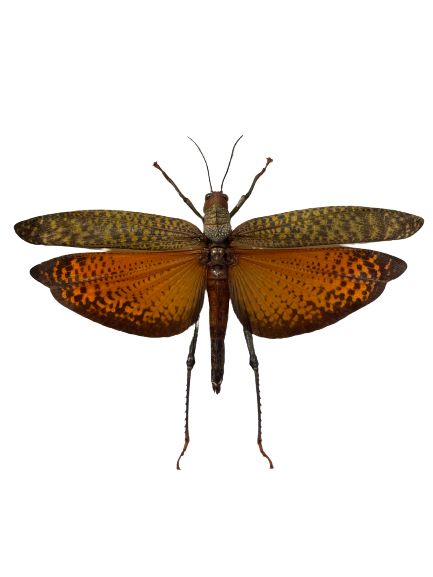 Mango Locust - Framed