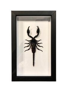 Laotian Forest Scorpion - Framed