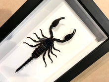 Load image into Gallery viewer, Laotian Forest Scorpion - Framed
