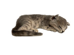Sleeping Striped Kitten