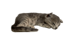 Sleeping Striped Kitten