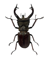 Load image into Gallery viewer, Tibetan Stag Beetle - Framed
