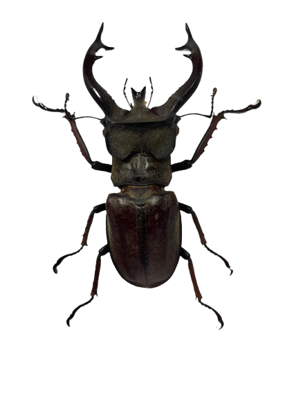 Tibetan Stag Beetle - Framed